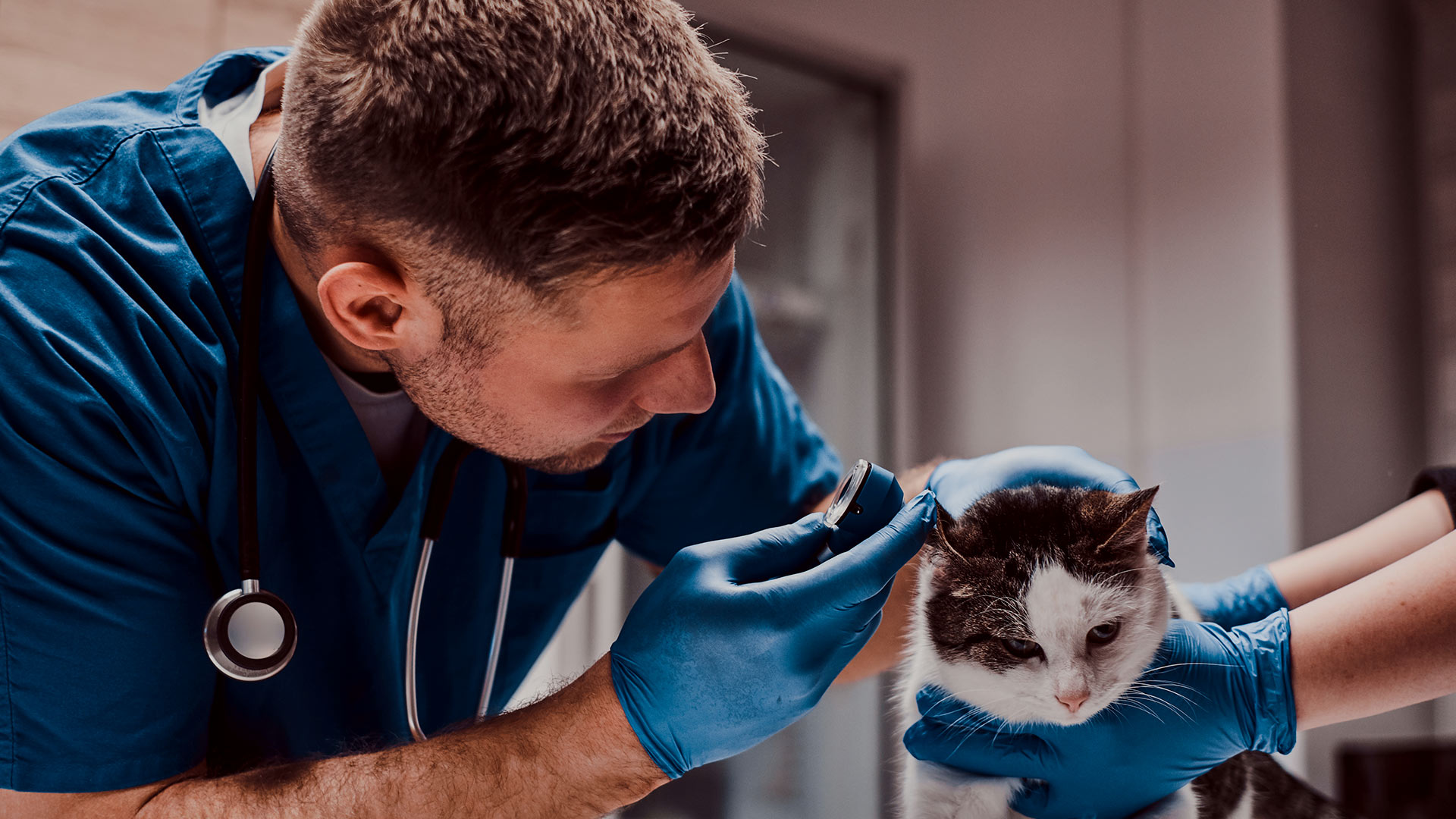 Petofy Search pet related service providers , Pet donation, Pet adoption