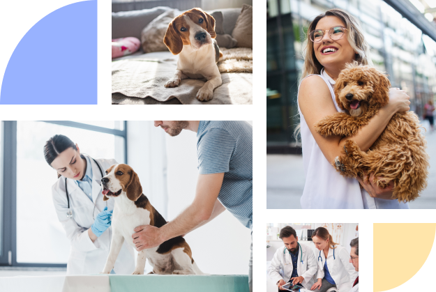 Best Pet Insurance for dogs | Dog health insurance